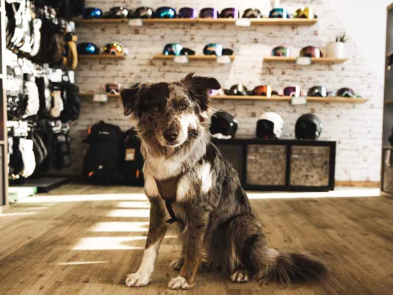 Skiverhuur winkel Skischule Skiverleih Total in Glungezerstrasse 17, Tulfes